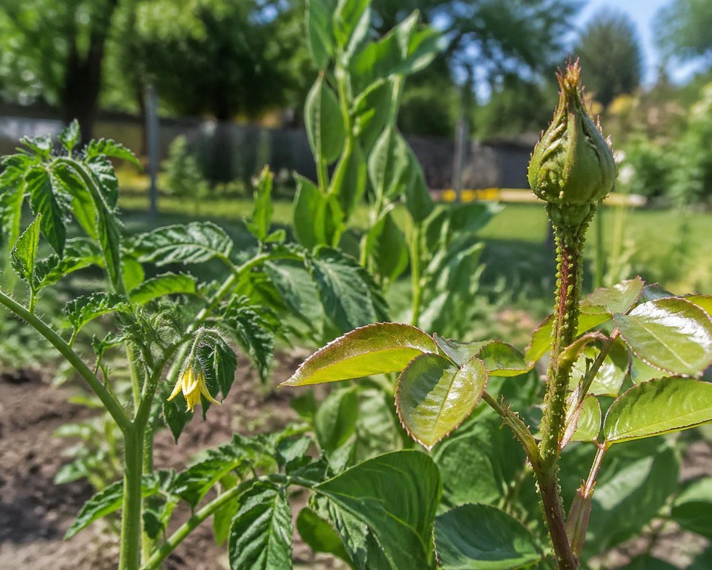 découvrez des méthodes naturelles et efficaces pour éliminer les pucerons sans utiliser de pesticides. protégez vos plantes tout en respectant l'environnement grâce à nos solutions écologiques.