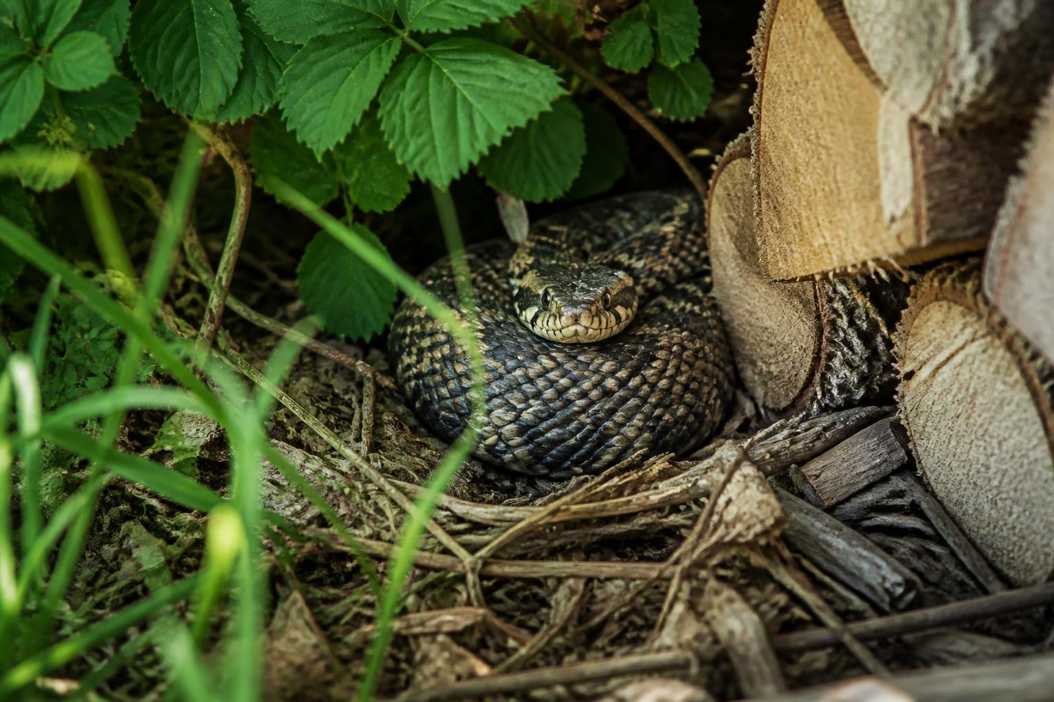 VipĂšres au jardin : dĂ©couvrez ces 4 refuges inattendus oĂč elles aiment se cacher 2 dĂ©couvrez les 4 refuges surprenants oĂč les vipĂšres aiment se cacher dans votre jardin et apprenez Ă les reconnaĂźtre pour mieux cohabiter en toute sĂ©curitĂ©.