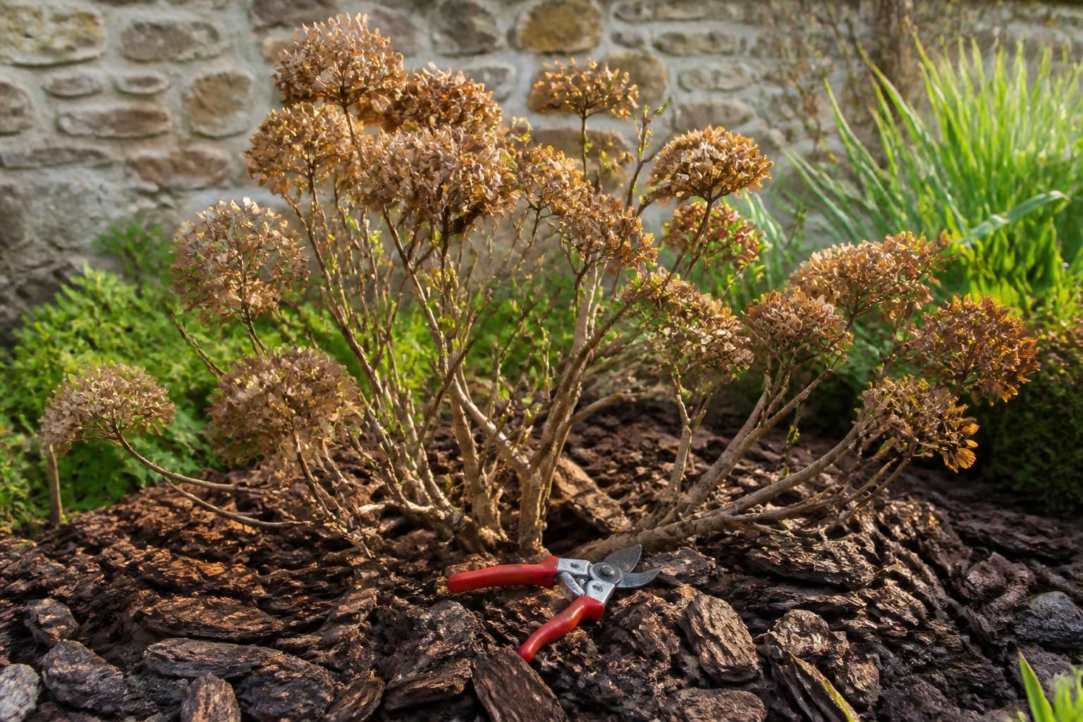 découvrez comment tailler vos hortensias pour favoriser une belle floraison tout en préservant les bourgeons de la saison prochaine grâce à notre guide complet.