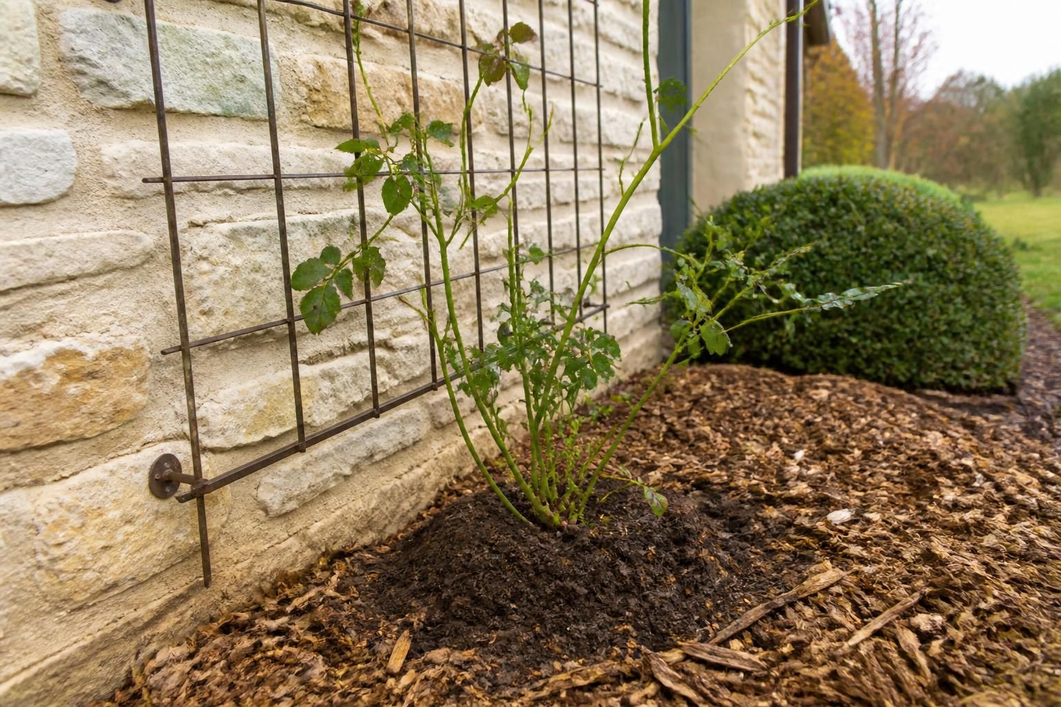 découvrez comment choisir le meilleur moment pour planter un rosier grimpant et garantir un enracinement optimal grâce à notre guide essentiel, conseils pratiques inclus.