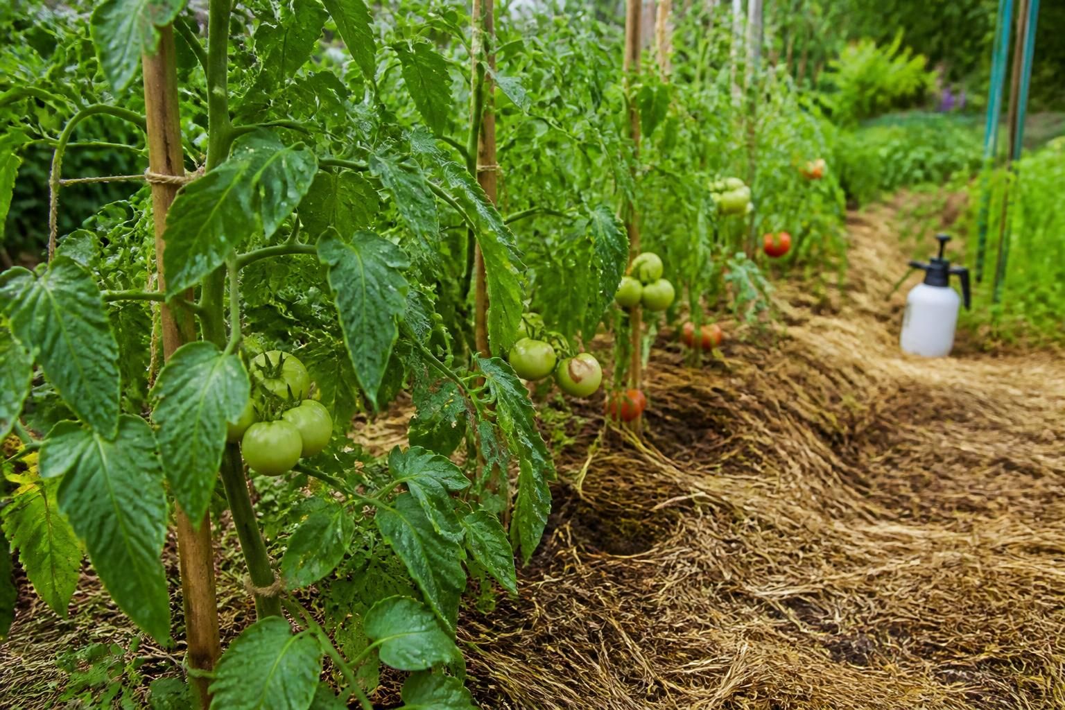 découvrez notre guide pratique pour traiter vos tomates avec la bouillie bordelaise, incluant les dosages optimaux et la fréquence recommandée pour un potager en bonne santé.