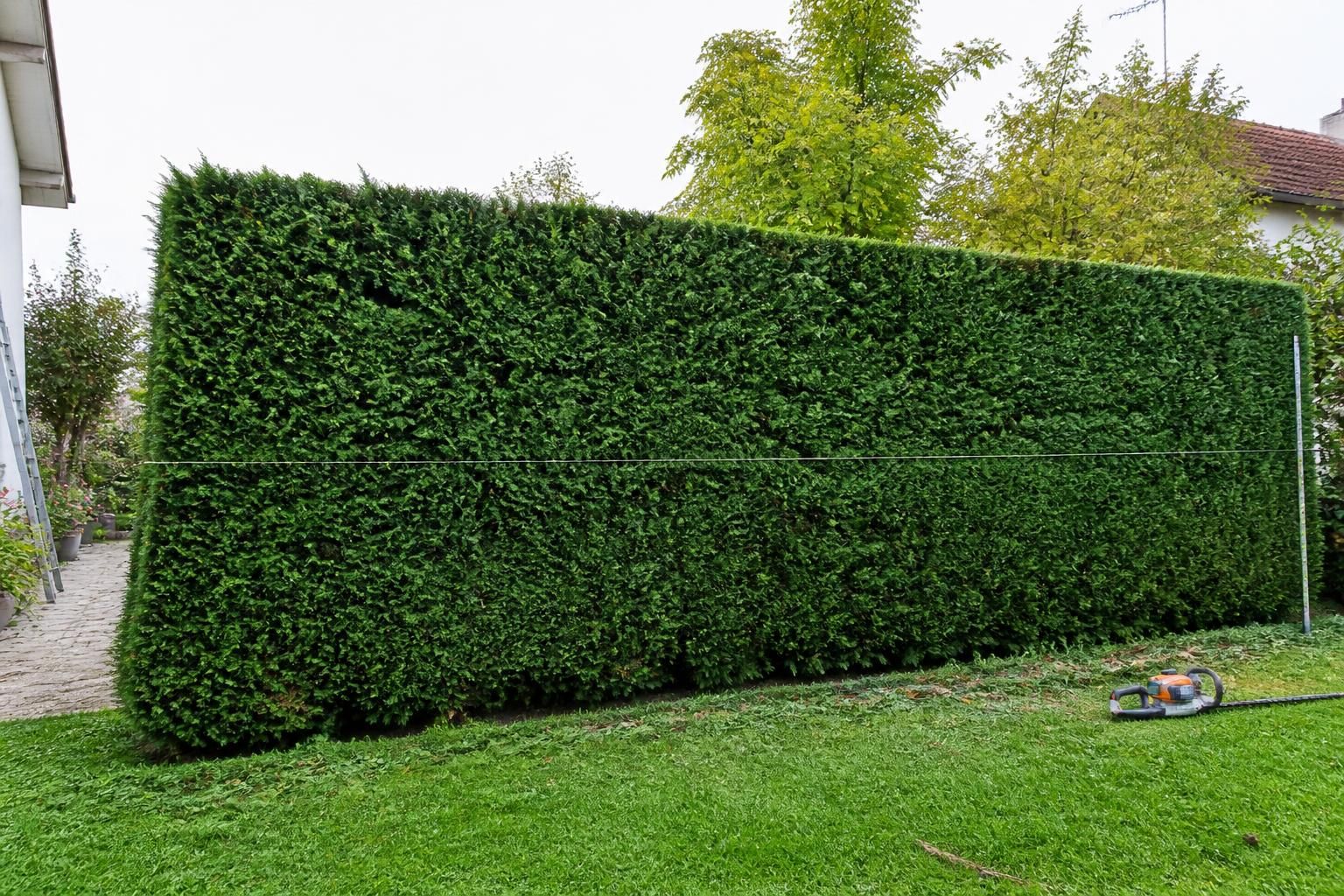 découvrez comment tailler votre haie de thuyas au bon moment pour une croissance dense et sans espaces. suivez notre guide pratique pour une haie impeccable toute l'année.