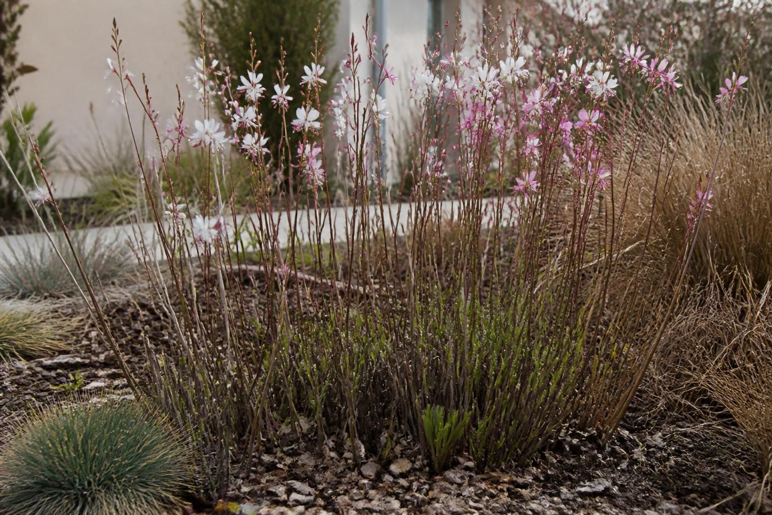 Jardinage : le moment idéal pour tailler les gauras et raviver leur floraison éclatante 2 découvrez quand tailler les gauras pour stimuler une floraison éclatante et maintenir un jardin resplendissant tout au long de la saison.