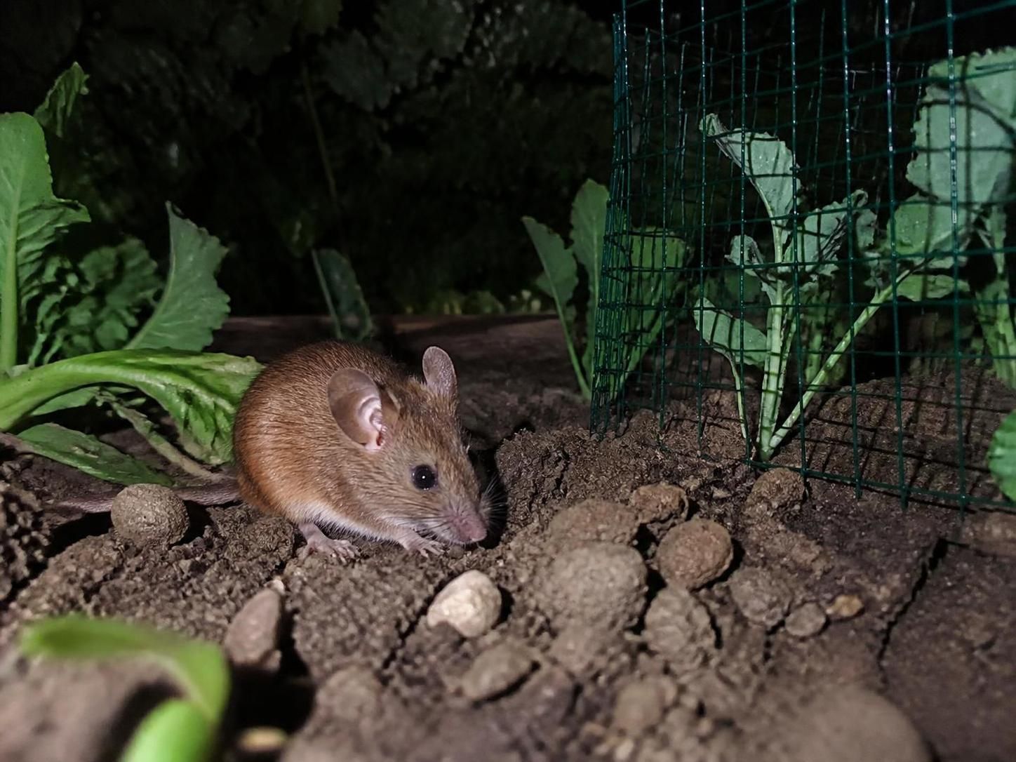 découvrez comment reconnaître les mulots à la maison et au jardin, leur alimentation, leurs habitudes, et obtenez des conseils pratiques pour prévenir une invasion efficacement.
